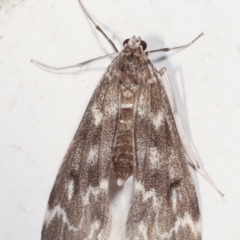 Hygraula nitens at Melba, ACT - 29 Mar 2021 09:17 PM