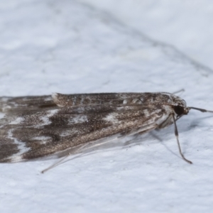 Hygraula nitens at Melba, ACT - 29 Mar 2021 09:17 PM