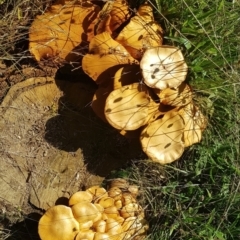 Gymnopilus junonius at Watson, ACT - 5 Apr 2021