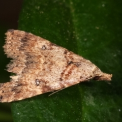 Alapadna pauropis at Melba, ACT - 29 Mar 2021 09:20 PM