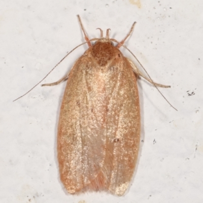 Chezala privatella (A Concealer moth) at Melba, ACT - 29 Mar 2021 by kasiaaus