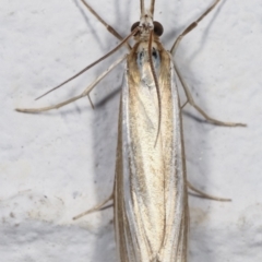 Hednota species near grammellus at Melba, ACT - 29 Mar 2021