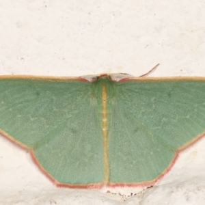 Chlorocoma dichloraria at Melba, ACT - 30 Mar 2021