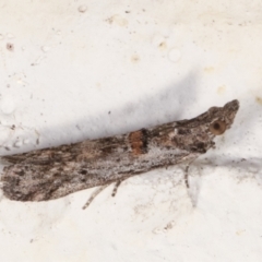 Crocydopora cinigerella (A Pyralid moth) at Melba, ACT - 29 Mar 2021 by kasiaaus