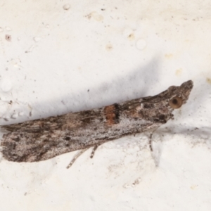 Crocydopora cinigerella at Melba, ACT - 30 Mar 2021