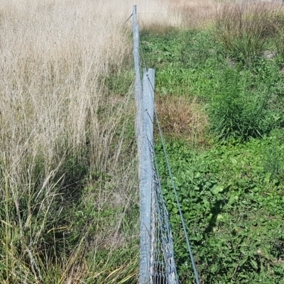 Hirschfeldia incana (Buchan Weed) at The Fair, Watson - 5 Apr 2021 by MAX