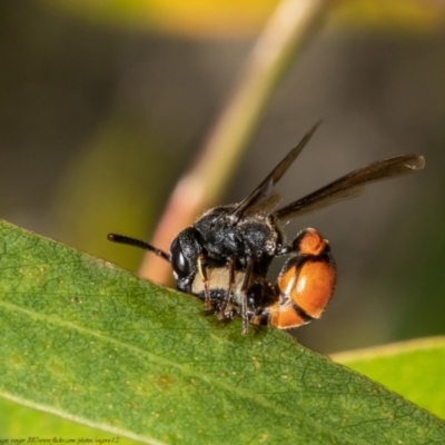 Eumeninae (subfamily) (Unidentified Potter wasp) at Umbagong District Park - 5 Apr 2021 by Roger