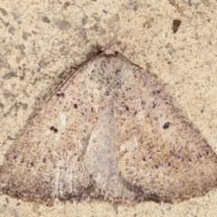 Amelora anepiscepta (Reddish Cape-moth (Ennominae)) at Melba, ACT - 30 Mar 2021 by kasiaaus