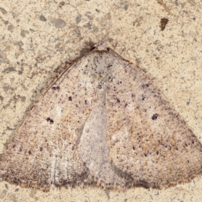 Amelora anepiscepta (Reddish Cape-moth (Ennominae)) at Melba, ACT - 30 Mar 2021 by kasiaaus