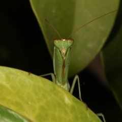 Orthodera ministralis (Green Mantid) at Melba, ACT - 30 Mar 2021 by kasiaaus