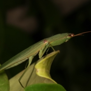 Orthodera ministralis at Melba, ACT - 30 Mar 2021