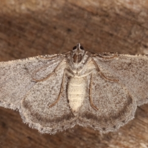 Psilosticha absorpta at Melba, ACT - 30 Mar 2021 09:55 PM