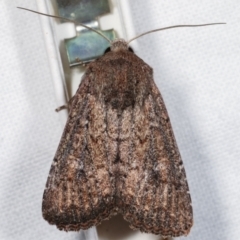 Dasygaster padockina (Tasmanian Cutworm) at Melba, ACT - 30 Mar 2021 by kasiaaus