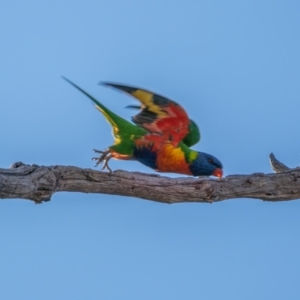 Trichoglossus moluccanus at Symonston, ACT - 3 Apr 2021 09:03 AM