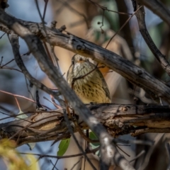 Pachycephala rufiventris at Jerrabomberra, ACT - 3 Apr 2021