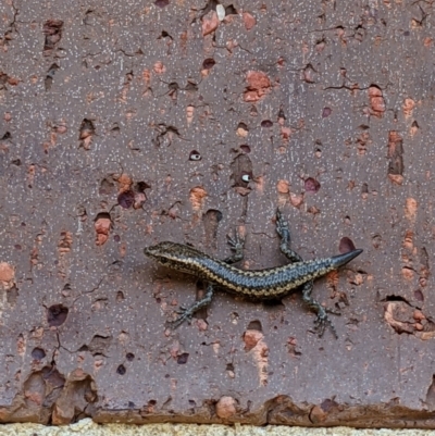 Cryptoblepharus pannosus (Ragged Snake-eyed Skink) at Thurgoona, NSW - 4 Apr 2021 by ChrisAllen