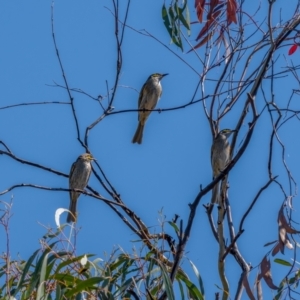 Caligavis chrysops at Hume, ACT - 3 Apr 2021 12:05 PM