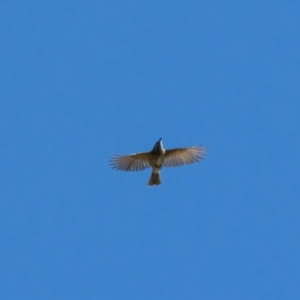 Caligavis chrysops at Hume, ACT - 3 Apr 2021 12:05 PM