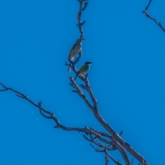 Melithreptus lunatus at Jerrabomberra, ACT - 3 Apr 2021