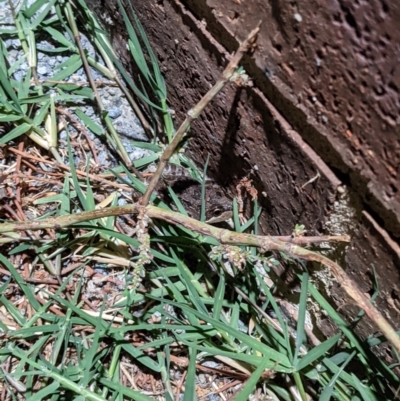 Limnodynastes tasmaniensis (Spotted Grass Frog) at Thurgoona, NSW - 5 Apr 2021 by ChrisAllen