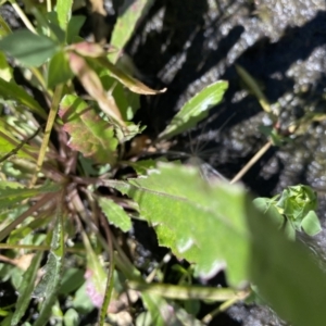 Lotus corniculatus at Booth, ACT - 5 Apr 2021