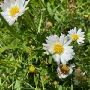 Brachyscome graminea at Booth, ACT - 5 Apr 2021