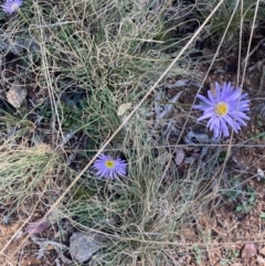 Brachyscome spathulata (Coarse Daisy, Spoon-leaved Daisy) at Booth, ACT - 5 Apr 2021 by KL