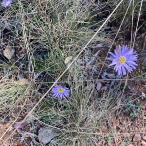 Brachyscome spathulata at Booth, ACT - 5 Apr 2021