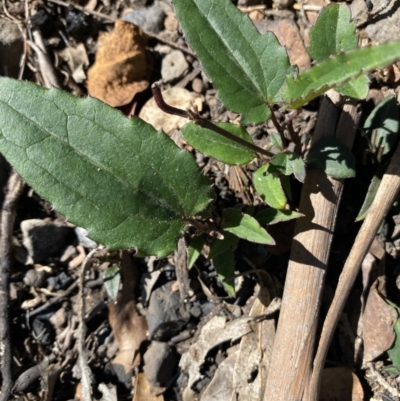 Clematis aristata (Mountain Clematis) at Booth, ACT - 5 Apr 2021 by KL