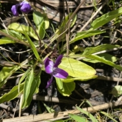 Viola betonicifolia (Mountain Violet) at Booth, ACT - 5 Apr 2021 by KL
