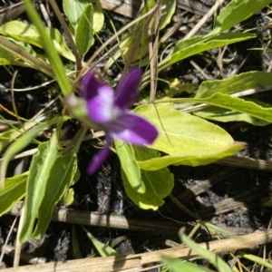 Viola betonicifolia at Booth, ACT - 5 Apr 2021 11:33 AM