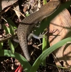 Carlia tetradactyla (Southern Rainbow Skink) at Murrumbateman, NSW - 5 Apr 2021 by SimoneC