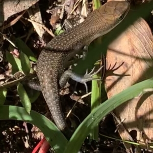 Carlia tetradactyla at Murrumbateman, NSW - 5 Apr 2021