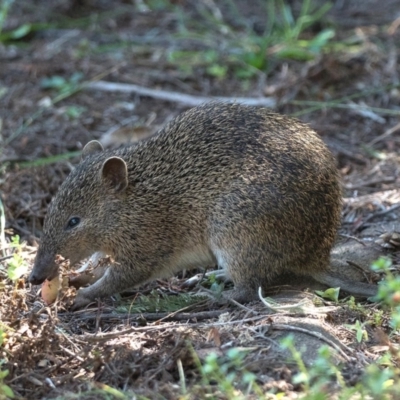 Isoodon obesulus obesulus (Southern Brown Bandicoot) at Paddys River, ACT - 5 Apr 2021 by patrickcox