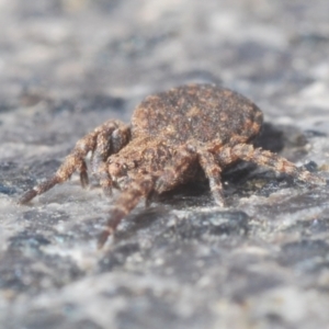 Stephanopis sp. (genus) at Campbell, ACT - 30 Mar 2021