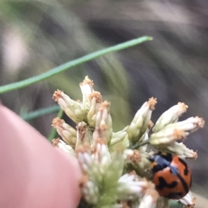 Coccinella transversalis at Garran, ACT - 27 Mar 2021