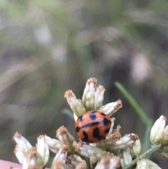 Coccinella transversalis at Garran, ACT - 27 Mar 2021