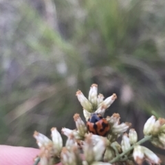 Coccinella transversalis at Garran, ACT - 27 Mar 2021