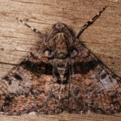 Gastrinodes argoplaca (Cryptic Bark Moth) at Melba, ACT - 31 Mar 2021 by kasiaaus