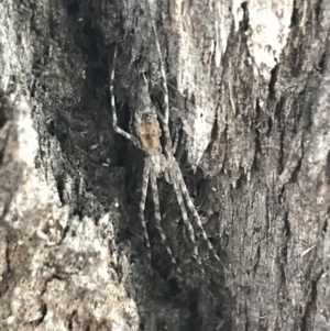 Tamopsis fickerti at Hughes, ACT - 27 Mar 2021