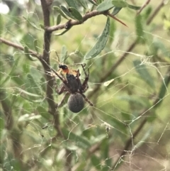 Unidentified Spider (Araneae) at Hughes, ACT - 27 Mar 2021 by Tapirlord