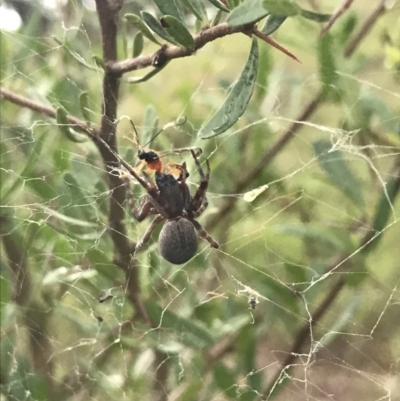 Unidentified Spider at Hughes, ACT - 27 Mar 2021 by Tapirlord