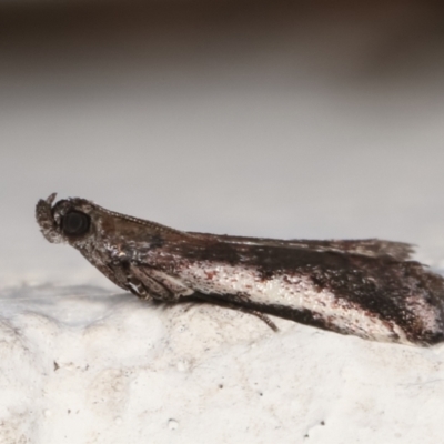 Assara subarcuella (Phycitinae) at Melba, ACT - 31 Mar 2021 by kasiaaus