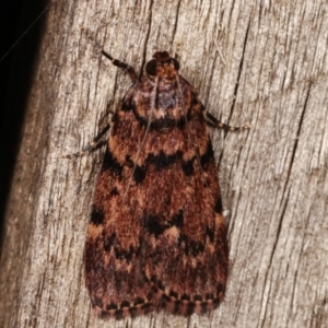 Mimaglossa nauplialis and habitalis at Melba, ACT - 31 Mar 2021 09:55 PM