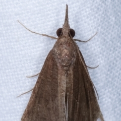 Hypeninae (subfamily) at Melba, ACT - 31 Mar 2021 11:28 PM