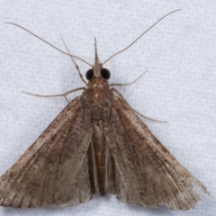 Hypeninae (subfamily) at Melba, ACT - 31 Mar 2021 11:28 PM