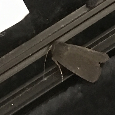 Proteuxoa unidentified species (MoV sp.21) at O'Connor Ridge to Gungahlin Grasslands - 31 Mar 2021 by Tapirlord