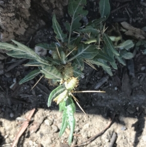 Xanthium spinosum at Hughes, ACT - 2 Apr 2021 12:35 PM