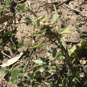 Xanthium spinosum at Hughes, ACT - 2 Apr 2021 12:35 PM