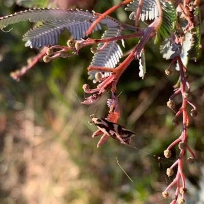 Epithymema incomposita (Chezela group) at Murrumbateman, NSW - 5 Apr 2021 by SimoneC